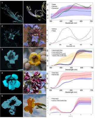 Floral UV Features of Plant Species From a Neotropical Savanna